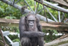 '숫자 천재' 침팬지 49세로 사망…"인간 심리 진화 연구에 큰 영향"