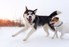 "우리 개 아프면 책임질 거냐, 제설제 뿌리지 마"...견주 민원 논란