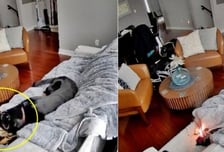 스키장갑 씹으며 놀던 반려견, 갑자기 펑!...장갑 속 '이것' 때문