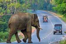 공포의 '살인 코끼리' 출몰…인도 숲 마을서 9일간 20명 숨져