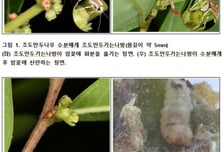 국립수목원, 멸종 위기 '조도만두나무' 수분매개나방·종자해충 동시 발견
