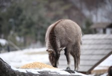유산청, 산양 위해 먹이 12톤 뿌린다…"천연기념물 보호"