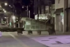 경기 안성 도심에 나타난 멧돼지 가족…2마리 사살