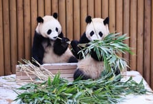 "판다 깨우러 가요"...에버랜드, '굿모닝 바오패밀리' 21일부터 운영