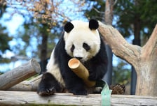 일본판 '푸바오', 마지막 판다 2마리 반환…중국 추가 대여 해줄까