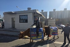 현수막 매단 소 타고 경찰서 찾은 60대…무슨 일?