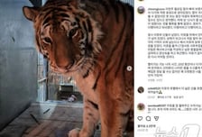 "20년간 고마웠어"…'호돌이 증손' 이호, 호랑이별로 떠났다