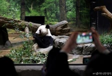 54년만에 "판다 없다" 충격받은 일본…중국 뜻대로 될까