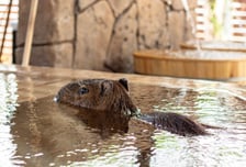 가족 여행 최고의 장소는 '제주신화월드'