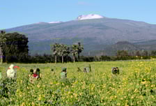 "중국만 오는 것 아냐"…일본에 손짓하는 제주, 목표는 '20만 손님'