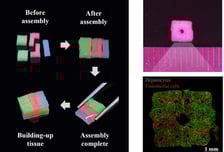 티앤알바이오팹, '세포 블록 조립' 차세대 인공장기 제작 기술 개발