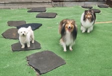 강남구, 설 연휴 '반려견 돌봄 쉼터' 운영…최대 5일 무료 위탁