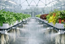 '에어로포닉스 스마트팜' 미드바르, 프리A 브릿지라운드 투자 유치