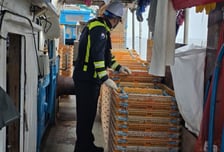 제수용 수산물 불법포획·유통 뿌리 뽑는다…육·해상·온라인 특별점검