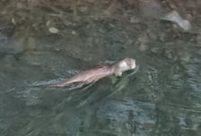 군포시 반월호수 '수달' 출현…생태계 복원 '청신호'