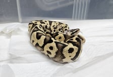 "뱀이다!" 강남 지하철 화장실서 두 마리 꿈틀…'멸종위기종'이었다