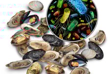 굴 먹고 화장실 들락날락..."치료제도 없어" 노로바이러스 응급처치법