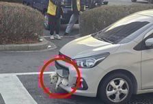 차량 앞 범퍼에 낀 채 '축 늘어진' 개…학대인가, 사고인가