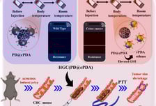 "암세포만 골라 태운다"…원광대, 대장암 잡는 하이드로겔 개발