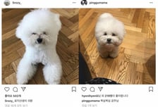 하정우 차정원, 9년 장기 열애였나…과거 '비숑 열애설' 재조명