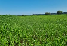 농식품부, 조사료 수급안정 추진…5개 권역별 간담회 개최