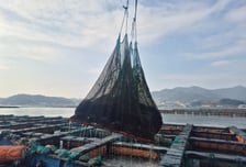 "전복계의 두쫀쿠"…롯데百, 공급과잉에도 매출·상생 다 잡았다[히든카드M]