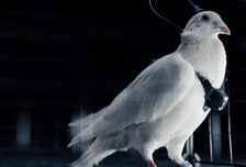 러시아, 비둘기 뇌에 칩 심어 원격 조종…'사이보그 드론' 개발 중