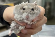 "나 잡아봐" 동물 22마리 학대 생중계하고 조롱...이 남성 찾았다