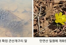 [사진] 무등산국립공원, 큰산개구리 알 산란과 노란 복수초 개화 확인