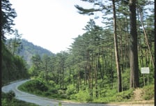 산림청, 오는 23일까지 '설' 성묘객 편의 위해 임도 개방