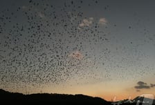 까마귀 전선 접촉에…울산 중구 4300여가구 '정전 피해'