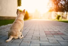 세상 떠난 후에도 함께…가족묘에 반려동물 합장 허용한 상파울루
