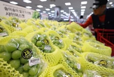 "농약 때문에 중국산은 좀" 한국산 인기 폭발…몰락한 '귀족 포도' 귀환