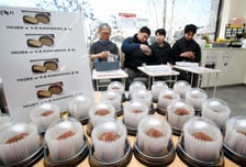 "'두쫀쿠' 먹다 치아 부러져"…여기저기서 팔더니 민원 폭발