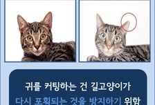 은평구, 올해 길고양이 700마리 중성화 돕는다