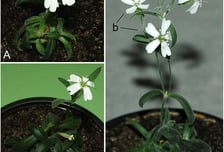 '구석기 시대' 때 열매, 3만년 만에 꽃 피웠다...'기적' 가능했던 이유[뉴스속오늘]