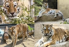 12살 서울대공원 호랑이 '미호' 세상 떠났다…"다른 개체와 투쟁"