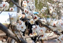 [내일 날씨] 주말 맑고 포근한 봄 날씨…낮 최고 20도