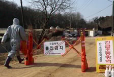 아프리카돼지열병 유전자 사료 원료서 첫 검출…정부, 예방 점검 착수