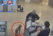 "두고 가도 돼요" 공항에 반려견 묶어 두고...혼자 출국하려 한 여성