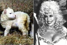 가슴 세포로 탄생한 최초 복제양 '돌리'…희소병 치료에 기여 [뉴스속오늘]