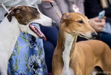 반려동물 의약품 수요 증가…반려견 심장질환 치료제 등 7건 허가