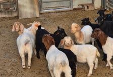 국내산 염소고기 품질 높인다…2029년까지 위생·관리체계 확립