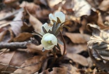 [사진] 무등산에 봄을 알리는 변산바람꽃과 복수초 개화 시작