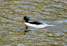 멸종위기종 '호사비오리' 3년 연속 성동구 중랑천 찾아