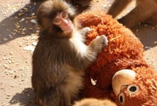 "엄마 대신 껴안은 인형" SNS 스타 원숭이 '펀치'...괴롭힘 이유는?