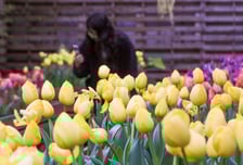 삼일절 연휴, 평년보다 높은 기온…금요일은 비소식