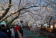 창원특례시 진해군항제 문체부 예비축제로 선정