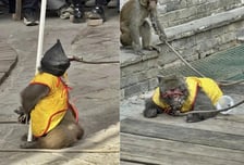 두 팔 묶고 무릎 꿇려 '탕', 원숭이 '총살' 공연...중국서 또 '동물 학대' 논란