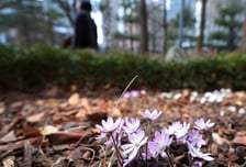 [내일 날씨] 주말 맑고 포근한 봄 날씨…낮 최고 17도